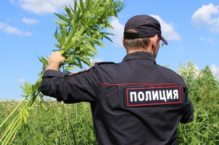 Памятка по выявлению посевов и очагов произрастания наркосодержащих растений. Памятка по выявлению посевов и очагов произрастания наркосодержащих растений.